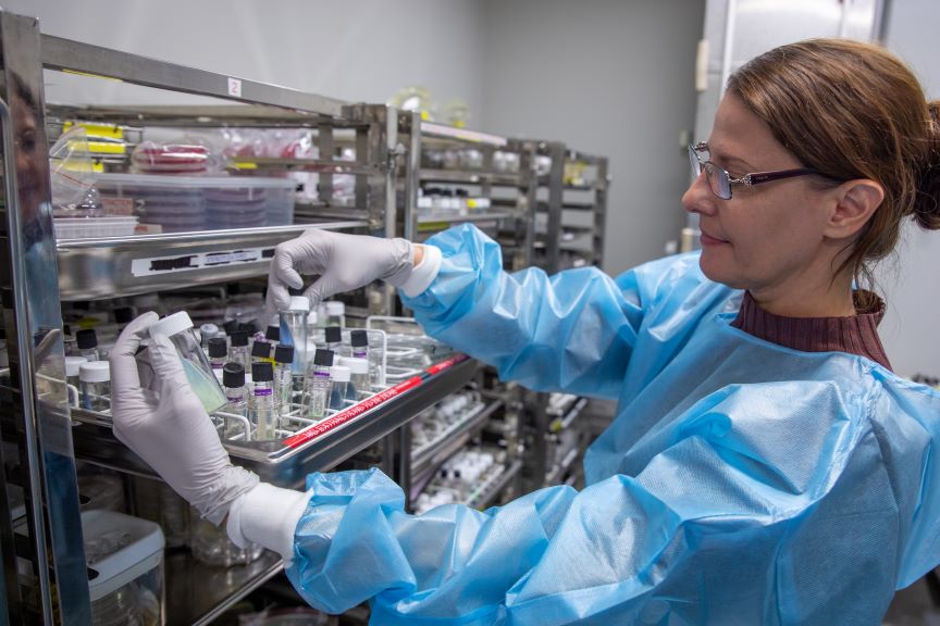 Scientist checking the growth of mycobacterial culture in tuberculosis.