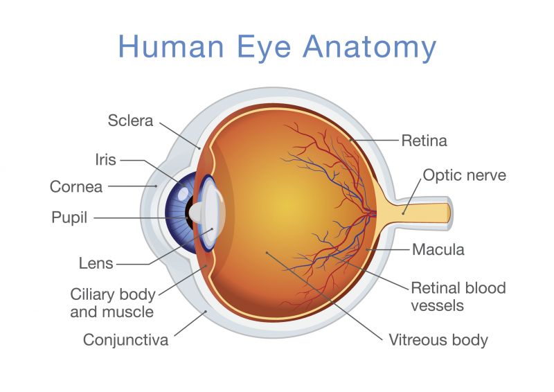 A diagram showing the parts of the eye.